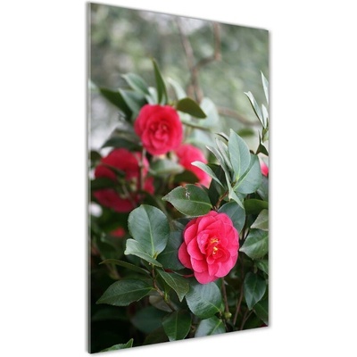 Vertikálny foto obraz sklo tvrdené Kamélie 50x100 cm