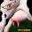 AEROSMITH: GET A GRIP, CD