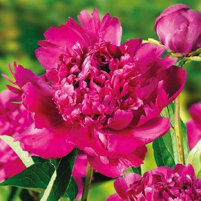 Pivoňka Big Ben - Paeonia lactiflora - hlízy pivoňky - 1 ks