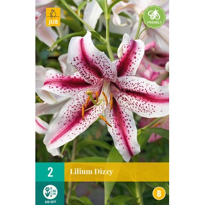JUB HOLLAND Cibule lilie LILIUM DIZZY