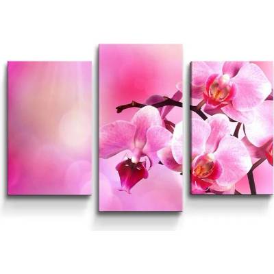 Sablio Obraz - 3-dílný Květy orchideje - 75x50 cm