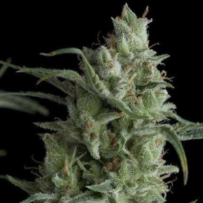 Pyramid Seeds Kryptonite semienka neobsahujú THC 50 ks