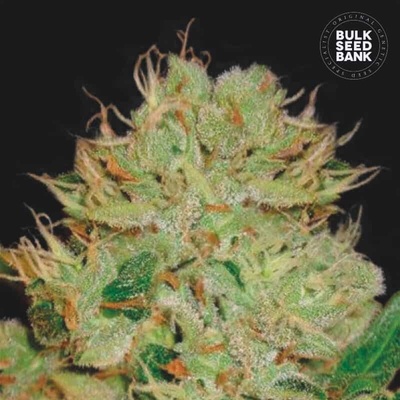 Bulk Seed Bank Auto Bigger Bud semienka neobsahujú THC 100 ks