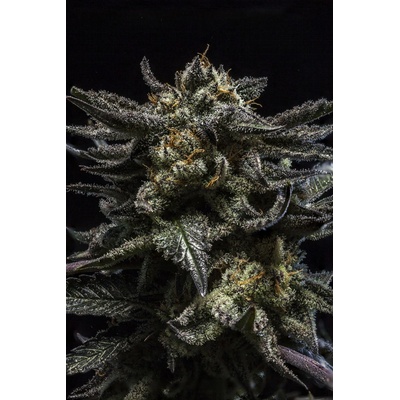 Ripper Seeds Zombie Kush semena neobsahují THC 5 ks