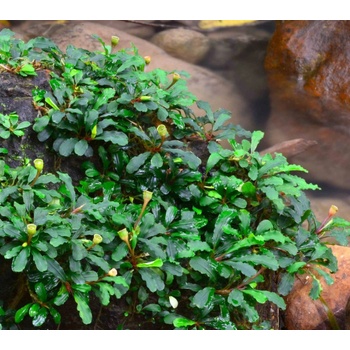 Bucephalandra sintang