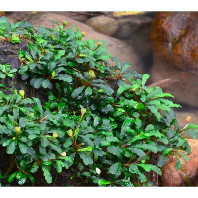 Bucephalandra sintang 5,5 cm