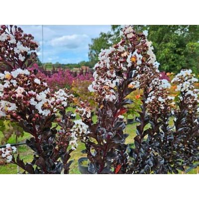 Myrta krepová Coconut Sorbet na 80-90 cm kmienku, výška 110-130 cm, kvetináč 15 l