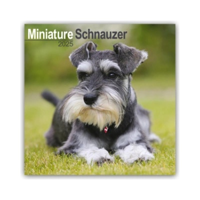 Miniature Schnauzer Zwergschnauzer 16-Monats 2025