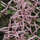 Akváriové rastliny Hygrophila sp. araguaia