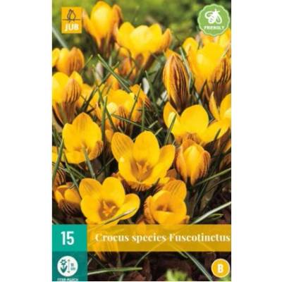Maják Krokus Fuscotinctus "B" 15 ks
