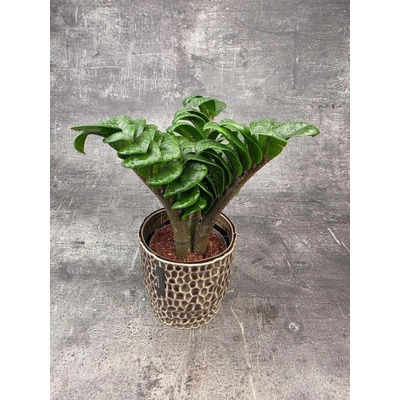 Zamioculcas Zamiifolia Zenzi 11 cm