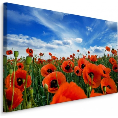 Plátno Kvetoucí Máky Na Louce 3D Varianta: 30x20