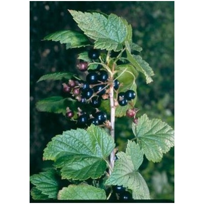 Bylinná lékárna Rybíz černý list Ribes nigri folium 200 g