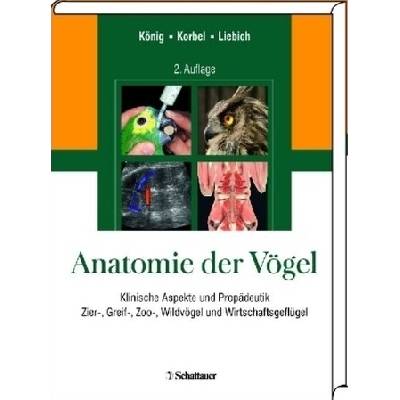 Anatomie der Vögel