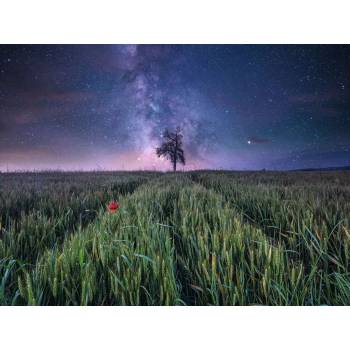 Ravensburger - Puzzle Power of Nature: Night sky over a cornfield - 1 500 piese