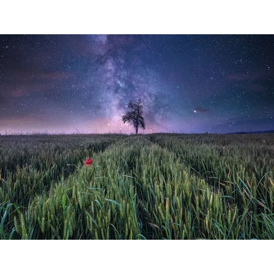 Ravensburger - Puzzle Power of Nature: Night sky over a cornfield - 1 500 piese