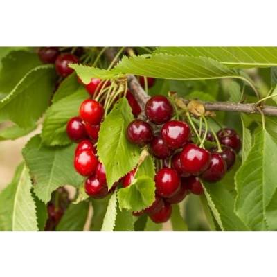 Stĺpovitá čerešňa (Prunus avium) ´SILVIA´ - neskorá - výška 140-170 cm, voľnokorenná
