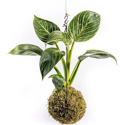 Gardners Kokedama Philodendron White Measure (L) Filodendron 1 ks