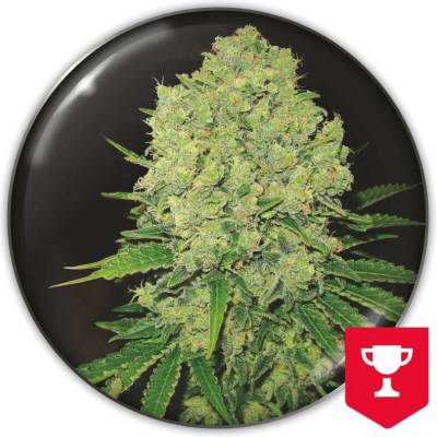 Medical Seeds Co. Prozack semena neobsahují THC 10 ks