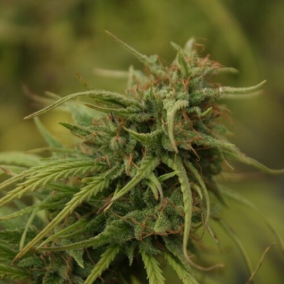 Mr. Nice Neville´s Skunk regular semienka neobsahujú THC 15 ks