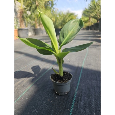 Banánovník Musa acuminata v cekovej výške 30 cm