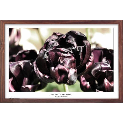 Tradag Rámeček Natura hnědý 40x60 – Zboží Mobilmania