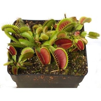 Image 1 of Венерина Мухоловка (Dionaea muscipula)