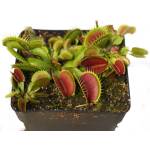  Венерина Мухоловка (Dionaea muscipula)