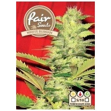 Fair Seeds White Russian semena neobsahují THC 10 ks