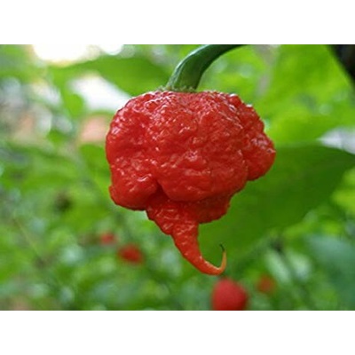 CHILLIMAT Semínka chilli 7 Pot primo 10 ks