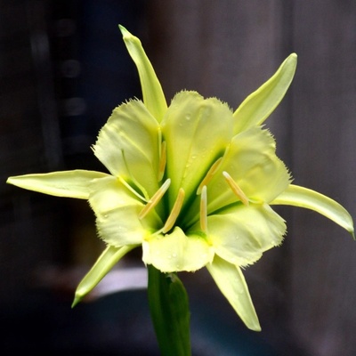 Peruánský narcis Sulphur Queen Ismena cibule ismény 1 ks