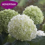 Proven Winners® Strong Annabelle® - Хортензия arborescens - Proven Winners®