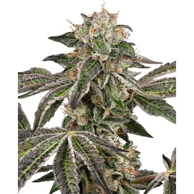 Sensi Seeds Cannabis Seeds Runtz Automatic Samokvitnúce 5+2 ks