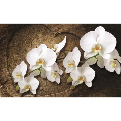 ForWall Fototapeta White orchid vlies 416 x 254 cm