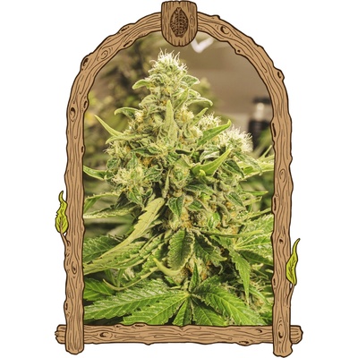 Exotic Seed Exotic Pure CBG semienka neobsahujú THC 3 ks