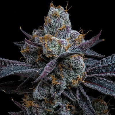 Barney´s Farm White Runtz semienka neobsahujú THC 10 ks