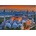 Educa - Puzzle Blue Mosque, Istanbul - 1 000 piese