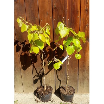 Lipa henryho (Tilia henryana) veľkosť 60-90cm