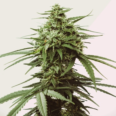 Kera Seeds Skunk semienka neobsahujú THC 10 ks
