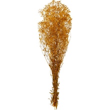 Gypsophila