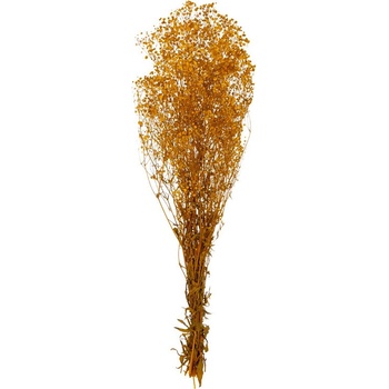 Gypsophila