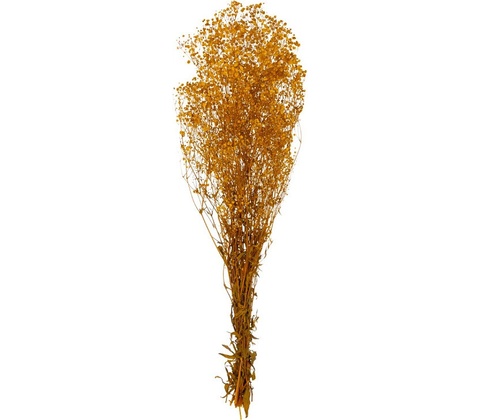 Gypsophila
