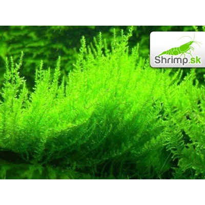 Erect Moss - Vesicularia reticulata 100 ml