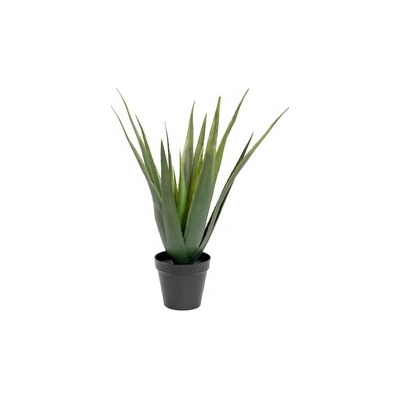 Aloe-Vera rostlina, 60 cm