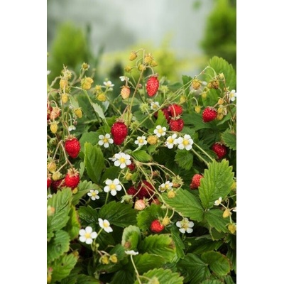 GREENBOSS FLOWER Jahodník měsíční / lesní Průměr květináče: 9 až 12 cm