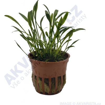 Cryptocoryne parva - Kryptokoryna nízká – Zboží Dáma