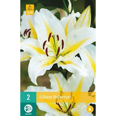 JUB HOLLAND Cibule lilie Lilium BAFERRARI 2 kusy
