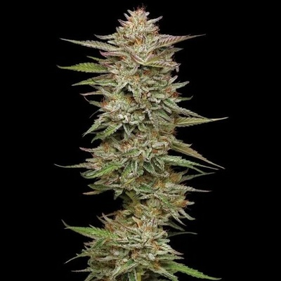 Humboldt Seed Company Banana OG Auto semena neobsahují THC 3 ks
