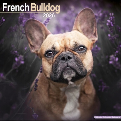 French Bulldog Square Dog Breed Wall 16 Month 2026