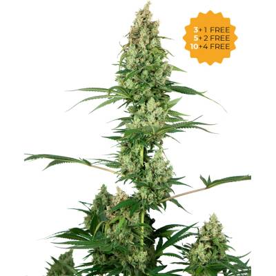 Sensi Seeds Silver Fire semienka neobsahujú THC 1 ks